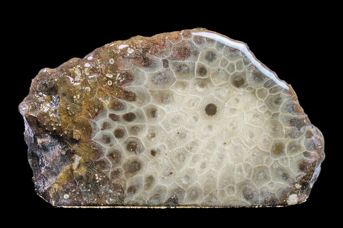Polished Petoskey Stone (Fossil Coral) - Michigan #156020